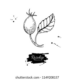 Rosehip vector drawing. Isolated berry branch sketch on white background.  Summer fruit engraved style illustration. Detailed hand drawn vegetarian food. Great for label, poster, print