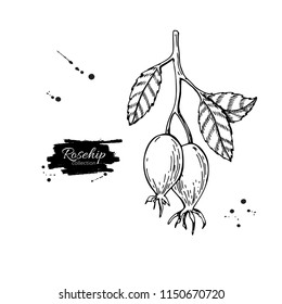 Rosehip vector drawing. Isolated berry branch sketch on white background.  Summer fruit engraved style illustration. Detailed hand drawn vegetarian food. Great for label, poster, print