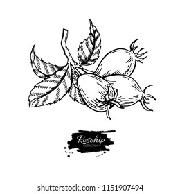 Rosehip vector drawing. Isolated berry branch sketch on white background.  Summer fruit engraved style illustration. Detailed hand drawn vegetarian food. Great for label, poster, print