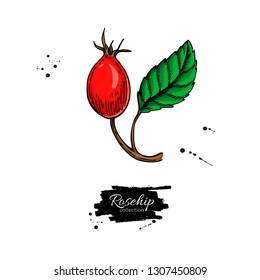 Rosehip vector drawing. Isolated berry branch sketch on white background.  Summer fruit colorful illustration. Detailed hand drawn vegetarian food. Healthcare product.  Great for label, poster, print