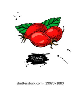 Rosehip vector drawing. Isolated berry sketch on white background.  Summer fruit illustration. Detailed hand drawn vegetarian food. Great for label, poster, print. Healthcare product.