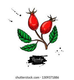 Rosehip vector drawing. Isolated berry branch sketch on white background.  Summer fruit colorful illustration. Detailed hand drawn vegetarian food. Healthcare product.  Great for label, poster, print