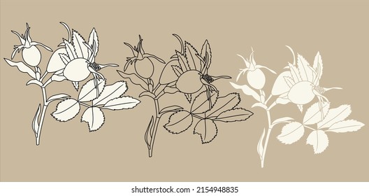 Rosehip vector drawing. Isolated sketch of a berry branch on a beige background. Summer fruit engraving style illustration. Detailed hand drawn vegetarian food. Great for labels, posters, print