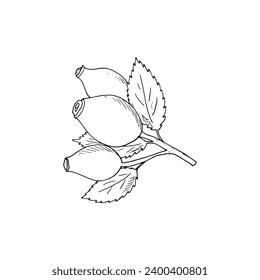 Rosehip vector hand-drawn illustration. Isolated berry branch sketch on a white background. 