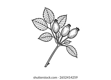 Rosehip Vector Illustration Botanical Drawing Rose Hips Plant Branch Isolated