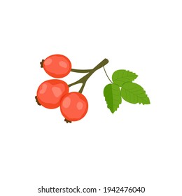 Rosehip, vector illustration on isolated background. Vitamin C, healthy food.