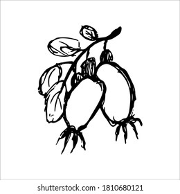 Rosehip, vector in outline style. Natural organic ingredients, food for vegetarians and vegans menu. Design element, logo, print, sticker.