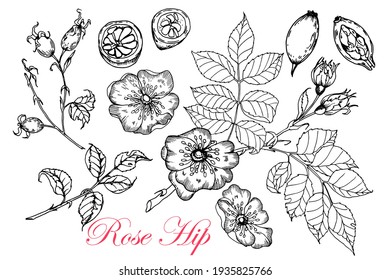 Rosehip. Vector stock drawing. Isolated sketch wild rose branch on white background. Detailed hand drawn. Vegetarian food engraved style. Great for labels, posters, prints.