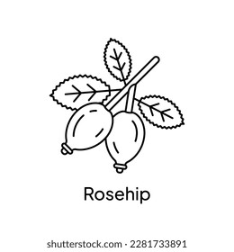 Rosehip Wild Rose Fruit Plant Natural Ingredient Illustration Design