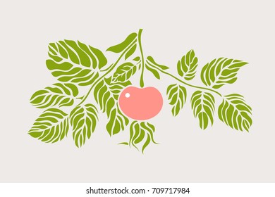 Rosehip, wild rose. Rosales. Botanical illustration. Vector.