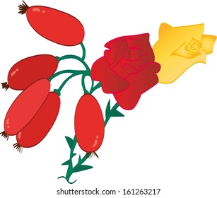 Rosehips