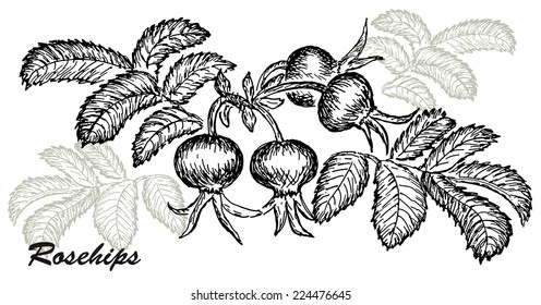 rosehips