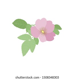 Rosehips bloom (Rosa rugosa) on a white background. Vector floral illustration. Can be used for postcards, invitations, advertising, web, textile and other.