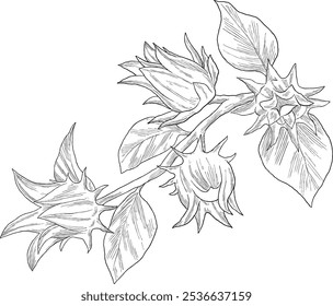 Rosella fruit tea botanical sketch illustration