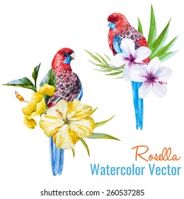 Rosella, watercolor, parrot, birds, flowers, tropical, exotic, hibiscus, 