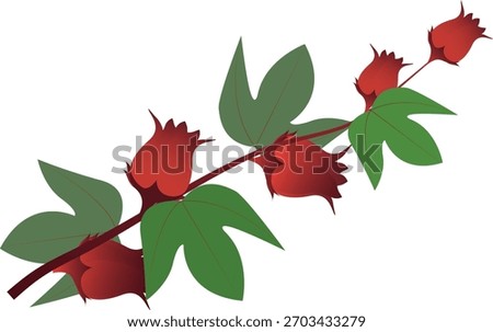 Roselle can be used to make a thirst-quenching drink. Roselle juice can also be used to test for protein-containing nutrients.