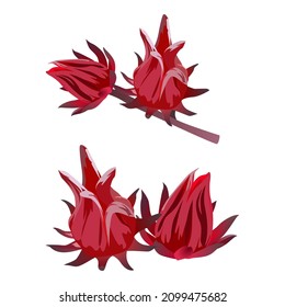 Roselle fruit, Set of Roselle fruit isolated on white background. Vector illustration.