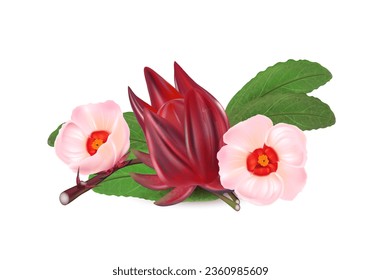 Roselle fruits with flower isolated on white background. Realistic vector in 3D illustrations. Food concepts. View from top.