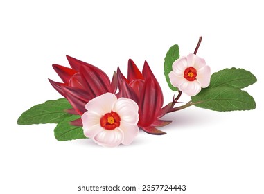 Roselle fruits group isolated on white background. Realistic vector in 3D illustrations. Food concepts. View from top.