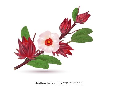 Roselle fruits group isolated on white background. Realistic vector in 3D illustrations. Food concepts. View from top.