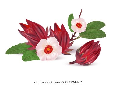 Roselle fruits group isolated on white background. Realistic vector in 3D illustrations. Food concepts. View from top.