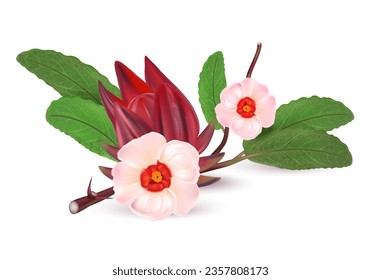 Roselle fruits group isolated on white background. Realistic vector in 3D illustrations. Food concepts. View from top.