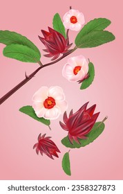 Roselle fruits group isolated on solid color background. Realistic vector in 3D illustrations. Food concepts. View from top.