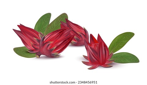 Roselle group isolated on white background. Realistic vector in 3D illustrations. Food concepts. - Shutterstock ID 2348456951