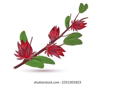 Grupo Roselle aislado de fondo blanco. Vector realista en ilustraciones 3D. Conceptos alimentarios. Ver desde arriba.