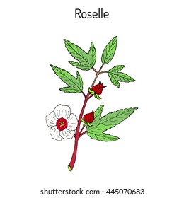 Roselle (Hibiscus sabdariffa), or carcade. Hand drawn botanical vector illustration