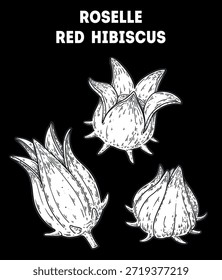 Ilustración de dibujo de Vector de hibisco de Roselle. Boceto dibujado a mano. Boceto de planta medicinal de Antiguas