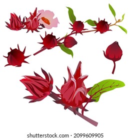 Roselle, Set of Roselle isolated on white background. Roselle vector illustration.