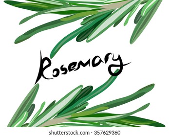 rosemary background. Useful green herbs. delicious seasoning. tasty flavoring for food. Vector illustration