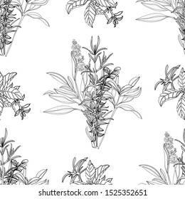 rosemary basil sage lavender seamless pattern