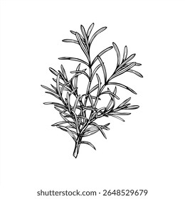 Ilustração do vetor do buquê de Rosemary pintada por tintas pretas. tempero mediterrâneo aromático fresco lavanda ervas mordidas desenho. Planta fragrante para produtos de spa, blogs de cozinha, decoração de casamento.