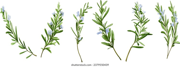 Rosemary branch with flower in watercolor, botanical vector collection on a transparent background
