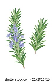 Rosemary branch with flowers and leaves isolated. Herbal tea ingredient. aromatic herb. Medicinal plant used in cooking, medicine, cosmetics. Object, symbol, sign, design element