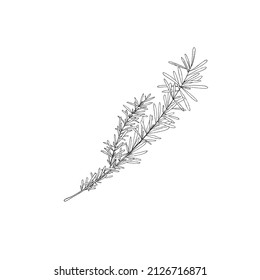 Rosemary branch hand drawn botanical element, sketch vector illustration isolated on white background. Fresh plant for seasoning and cooking food, outline herb.