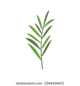 Vector plano de icono de bifurcación Rosemaria. Planta de hierbas. Aislamiento de la hoja verde