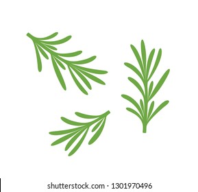 Rosemary branch. Isolated rosemary on white background. Set


