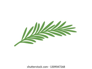 Rosemary branch. Isolated rosemary on white background
