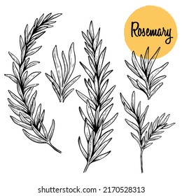 Rosemary branch. Isolated on white background. Hand drawn vector illustration. Retro style