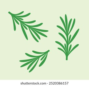 Rosemary branch. Isolated rosemary on white background