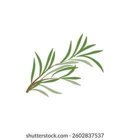 Rosemary branch. Isolated rosemary on white background