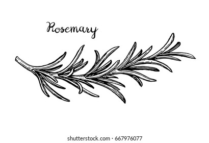 Rosemary branch. Isolated on white background. Hand drawn vector illustration. Retro style.