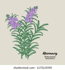 Rosemary branch with leaves and flowers. Medical herbs collection. Hand drawn vector illustration.