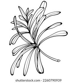 Rosemary branch with leaves. Seasoning ingredient for food. Vector illustration in hand drawn sketch doodle style. Line art close up spicy herbs isolated on white.