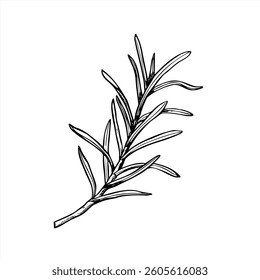 Ilustração do vetor de tinta preta minimalista do ramo Rosemary. Folhas detalhadas esboço gráfico realista galho. Elemento floral para design de logotipo, marca de spa, embalagem de medicamentos à base de plantas e projeto culinário