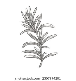 Rosemary branch on a light background isolated. Hand-drawn spicy herb for cooking. The concept of organic food. Vector illustration.