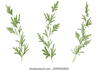 Rosemary branch set. Hand drawn vector herb illustration isolated on white background. Rosemary twig for print design, beauty products, culinary, aromatherapy. Mediterranean herb.